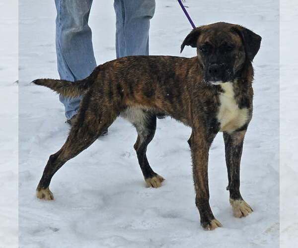 Medium Photo #1 Boxer-Unknown Mix Puppy For Sale in Burnsville, MN, USA