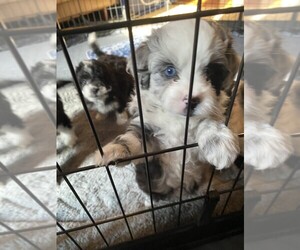 F2 Aussiedoodle Puppy for sale in NASHVILLE, TN, USA