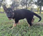 Small #2 German Shepherd Dog