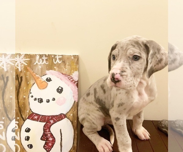 Medium Photo #1 Great Dane Puppy For Sale in LITHONIA, GA, USA
