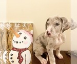 Small Photo #1 Great Dane Puppy For Sale in LITHONIA, GA, USA