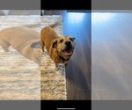 Small #2 American Staffordshire Terrier Mix