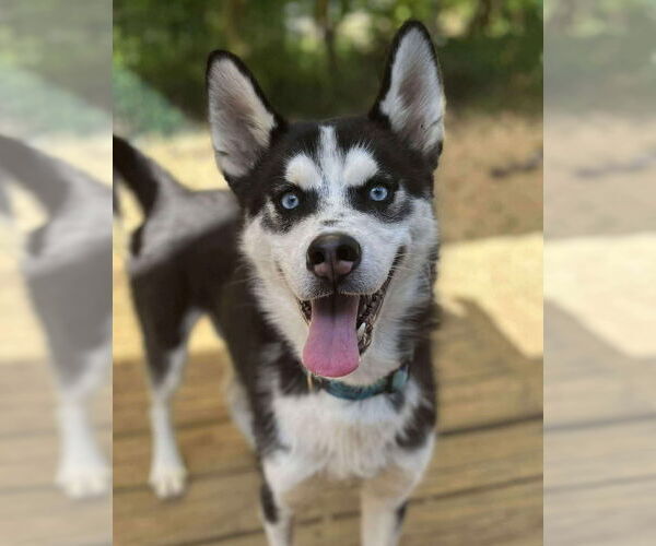 Medium Photo #2 Siberian Husky Puppy For Sale in Matawan, NJ, USA