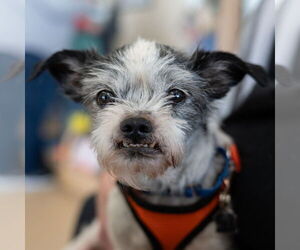 Mutt Dogs for adoption in Mundelein, IL, USA