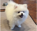 Small #2 Pomeranian