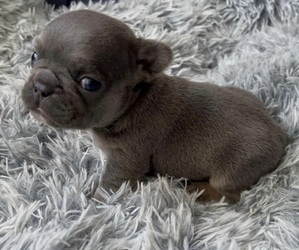 French Bulldog Puppy for sale in RED OAK, TX, USA