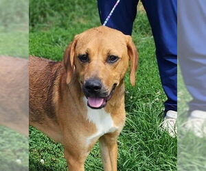 Coonhound-Unknown Mix Dogs for adoption in Evansville, IN, USA