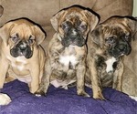 Small Photo #2 Boxer Puppy For Sale in EAST LONGMEADOW, MA, USA