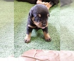Small Photo #3 Rottweiler Puppy For Sale in CHATHAM, VA, USA