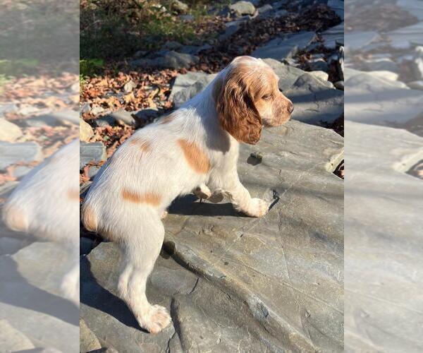 Medium Photo #39 Brittany Puppy For Sale in BERKSHIRE, NY, USA