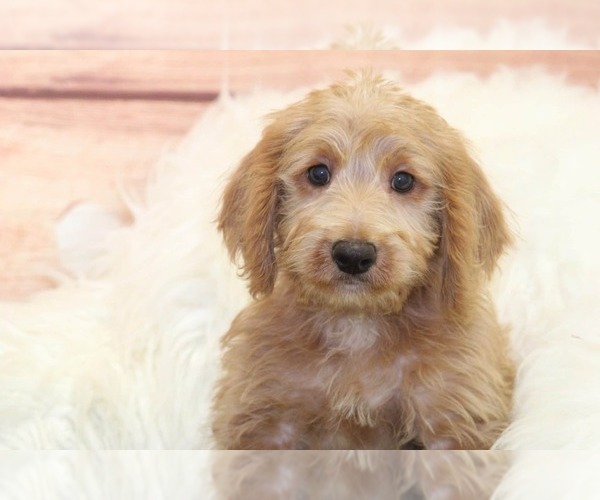 Medium Photo #1 Labrador Retriever Puppy For Sale in MARIETTA, GA, USA