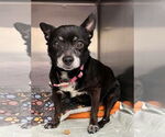 Small #13 Chihuahua