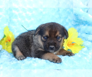 Beagle-Norwegian Elkhound Mix Puppy for sale in SHILOH, OH, USA