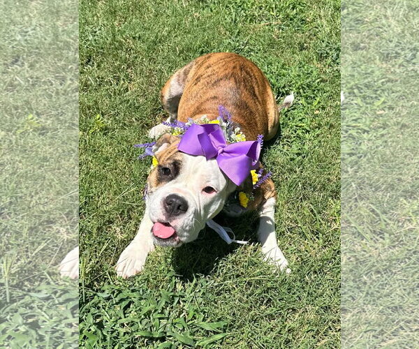 Medium Photo #11 Bulldog-Unknown Mix Puppy For Sale in Redlands, CA, USA
