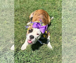 Brooklyn - Female Bulldog-Unknown Mix Dog for Adoption - Photo #11
