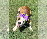 Small Photo #11 Bulldog-Unknown Mix Puppy For Sale in Redlands, CA, USA