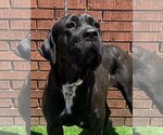 Small Photo #3 Mastiff Puppy For Sale in Goodyear, AZ, USA