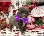 Small Photo #3 Pomeranian Puppy For Sale in LANCASTER, PA, USA