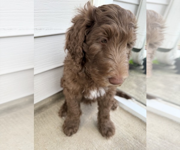 Medium Photo #6 Labradoodle Puppy For Sale in HUGER, SC, USA