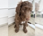 Small #5 Labradoodle