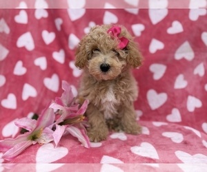 Bichpoo Puppy for sale in LAKELAND, FL, USA