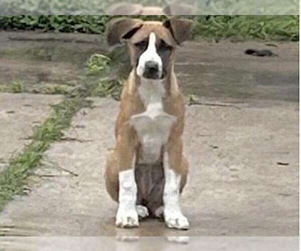 Medium Photo #1 Mutt Puppy For Sale in Houston, TX, USA