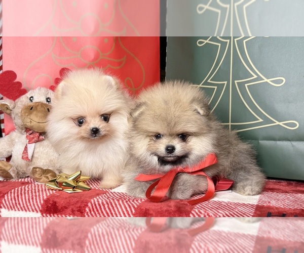 Medium Photo #1 Pomeranian Puppy For Sale in BEVERLY HILLS, CA, USA