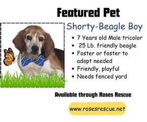 Beagle Dogs for adoption in Rootstown, OH, USA