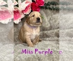 Puppy Miss Purple Golden Retriever