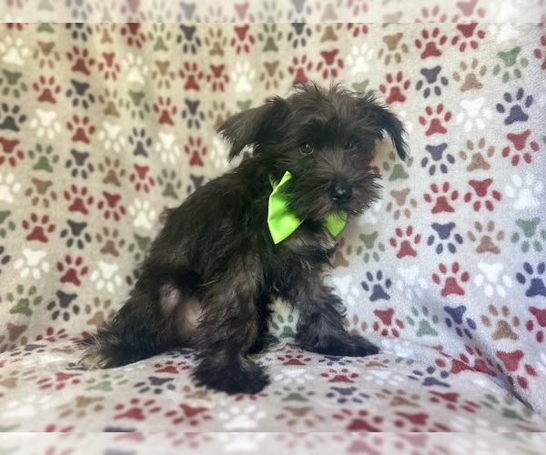 Medium Photo #3 Schnauzer (Miniature) Puppy For Sale in LAKELAND, FL, USA