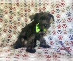 Small #2 Schnauzer (Miniature)