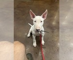 Litter of 4 - Male(s) and Female(s) Bull TerrierLitter of Puppies for Sale - Photo #7
