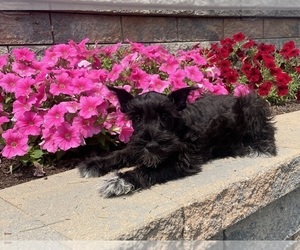 Schnauzer (Miniature) Puppy for sale in CANOGA, NY, USA