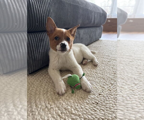 Medium Photo #5 Mutt Puppy For Sale in Studio City, CA, USA