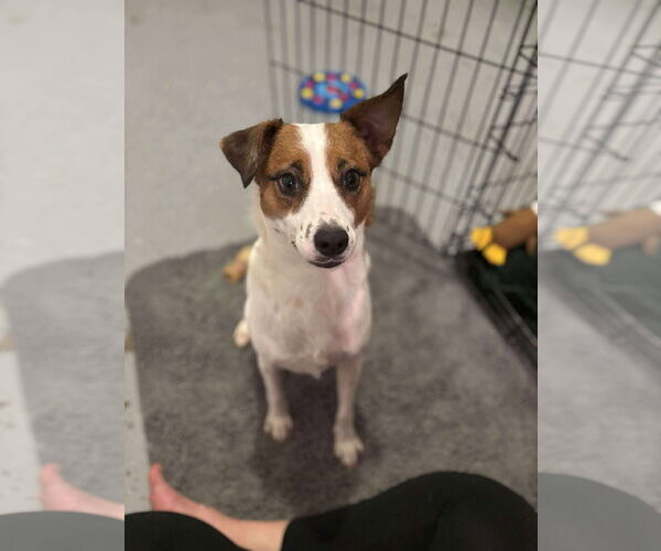 Medium Photo #3 Jack Russell Terrier-Unknown Mix Puppy For Sale in Greensboro, NC, USA