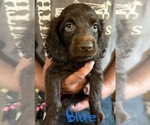 Small #1 Boykin Spaniel