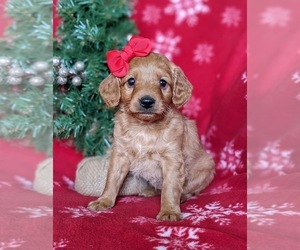 Goldendoodle (Miniature) Puppy for sale in OXFORD, PA, USA