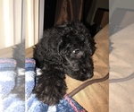Small #16 Labradoodle-Poodle (Standard) Mix