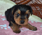 Puppy FENWAY Yorkshire Terrier
