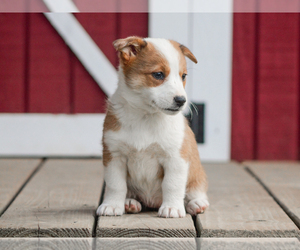Pembroke Welsh Corgi Puppy for sale in LIBERTY, KY, USA
