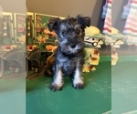 Small Photo #4 Schnauzer (Miniature) Puppy For Sale in LAWRENCE, MI, USA