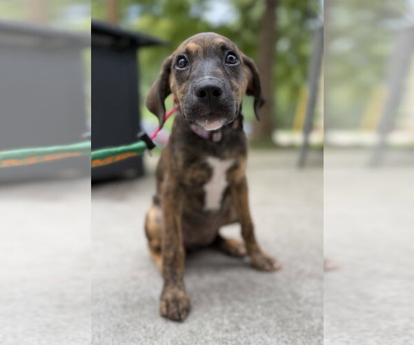 Medium Photo #4 Mutt Puppy For Sale in Greenville, SC, USA