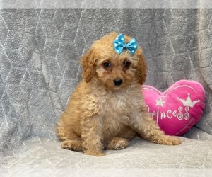 Cavapoo-Poodle (Miniature) Mix Puppy for sale in LAKELAND, FL, USA