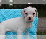 Small Photo #3 Boxer Puppy For Sale in SHILOH, OH, USA