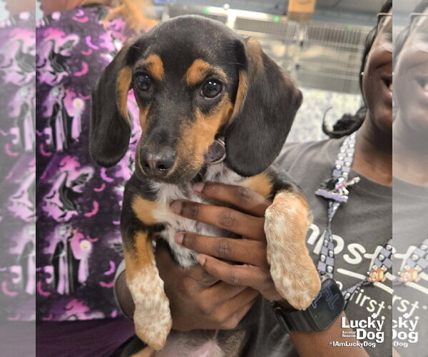 Medium Photo #1 Beagle-Unknown Mix Puppy For Sale in Washington, DC, USA