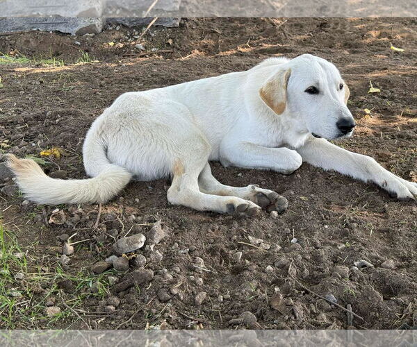 Medium Photo #3 Labrador Retriever-Unknown Mix Puppy For Sale in Clovis, CA, USA