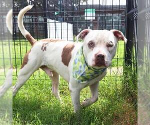American Staffordshire Terrier-Unknown Mix Dogs for adoption in San Antonio, TX, USA