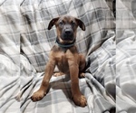 Small Photo #4 Belgian Malinois-Doberman Pinscher Mix Puppy For Sale in MILLBROOK, NY, USA