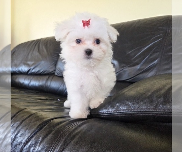 Medium Photo #1 Maltese Puppy For Sale in SANTA CLARITA, CA, USA