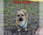 Small #12 Dachshund Mix
